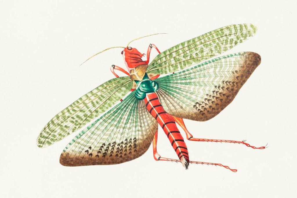 Egyptian Locust